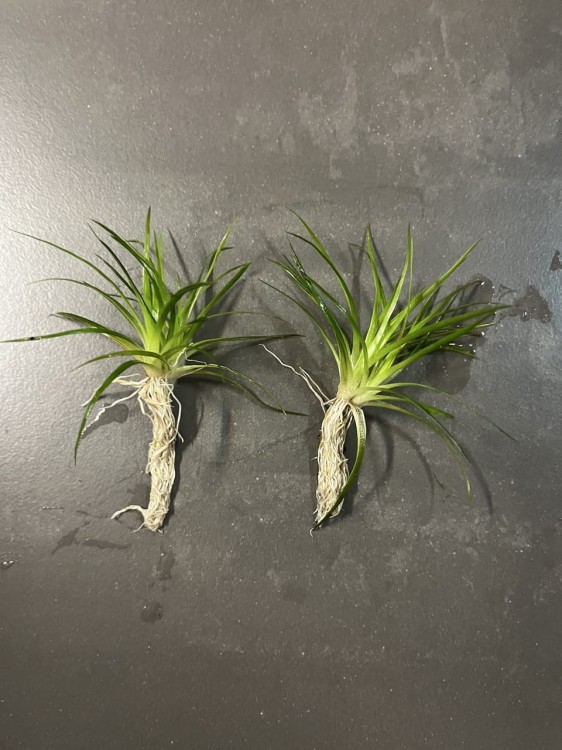 eriocaulon parkeri dwie podwojne sadzonki leżące