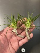 eriocaulon parkeri dwie podwojne sadzonki z korzeniami na dloni