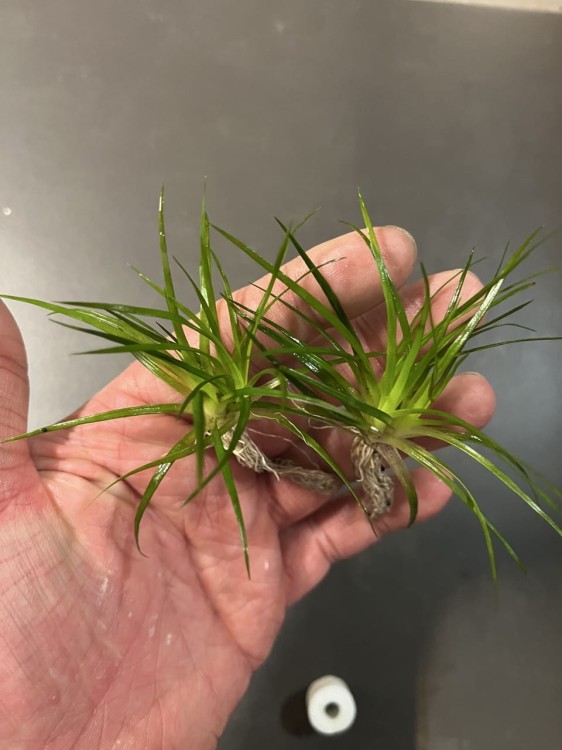 eriocaulon parkeri dwie podwojne sadzonki na dloni