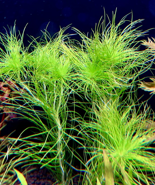 eriocaulon sataceum w akwarium pierzaste
