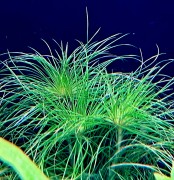 eriocaulon sataceum w akwarium pierzaste i cieniutkie liście