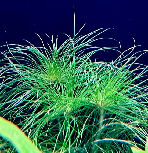eriocaulon sataceum w akwarium pierzaste i cieniutkie liście