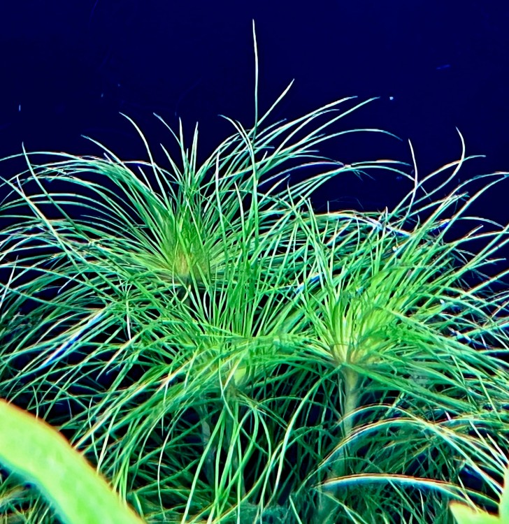 eriocaulon sataceum w akwarium pierzaste i cieniutkie liście