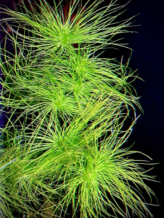 eriocaulon sataceum w akwarium pierzaste i cieniutkie liście widok z góry