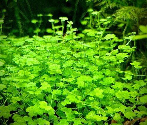 hydrocotyle tripartita Japan zwarta kępa