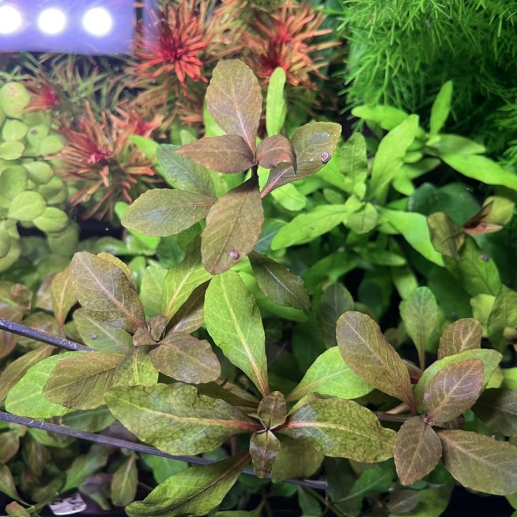 hygrophila bold w akwarium zielono brązowa