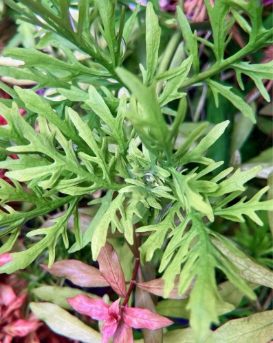 hygrophila difformis water wisteria zbliżenie na szyt i liście głęboko powycinane