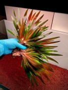 Xyris sp. Red bardzo duże sadzonki w dłoni SubElysium