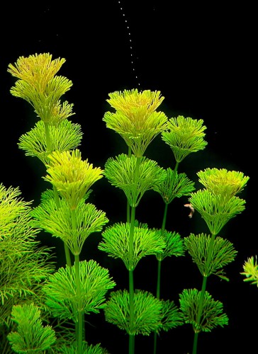 limnophila-sessiflora-na-ciemnym-tle.jpeg