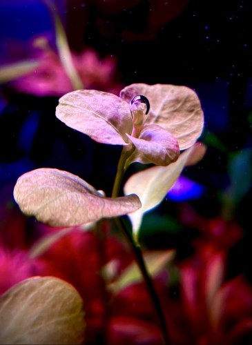 Ludwigia sp. Marilla sadzonka w akwarium z bąbelkiem tlenu.jpg