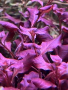 Ludwigia ovalis Pink pięknie wybarwiona różowa falowane liście w akwarium