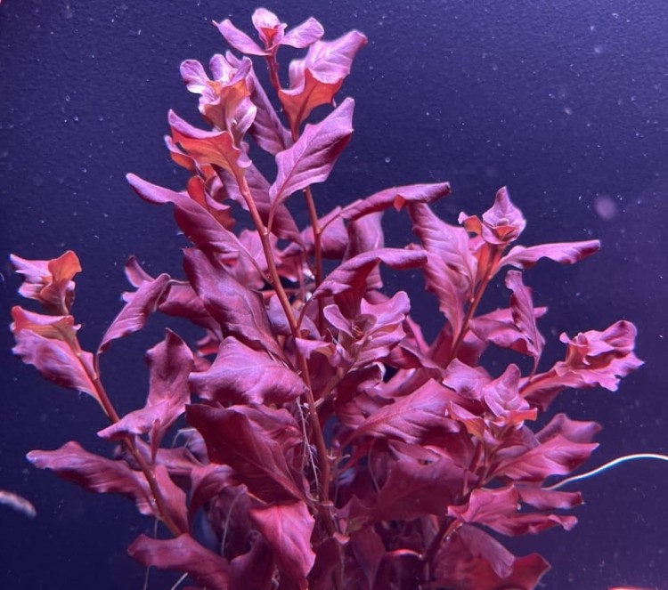 Ludwigia ovalis Pink gęsta kępa w akwarium