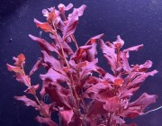 Ludwigia ovalis Pink wybarwiona kępa w akwarium