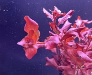 Ludwigia ovalis Pink zbliżenie liście