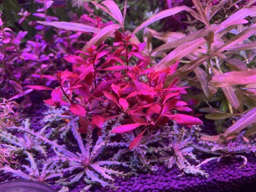 Ludwigia sp Mini Red krzewik czerwony za helferi