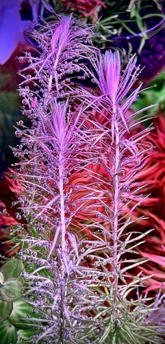 MAyaka floviatilis Delikatne sadzonki w akwarium.jpg