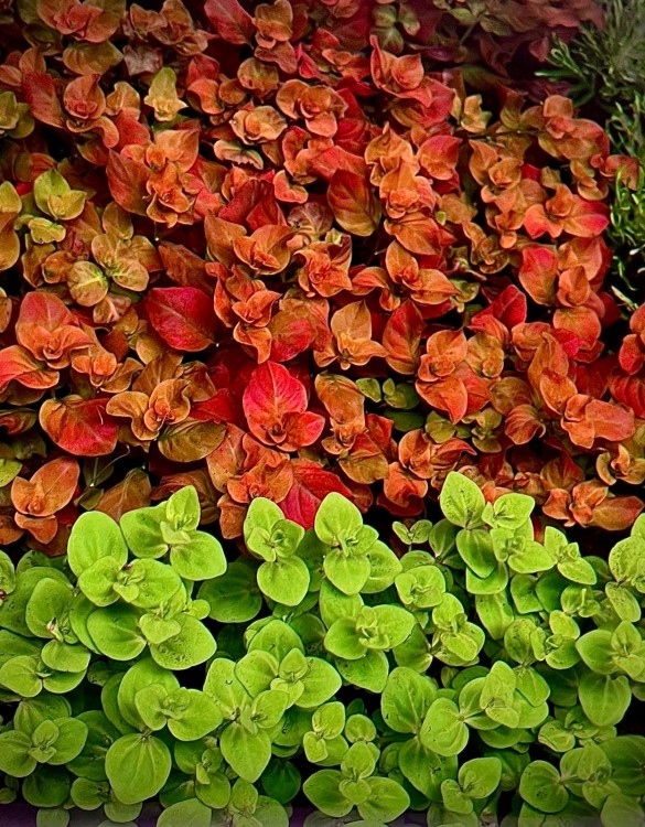 Ludwigia ovalis pink sadzonki w akwarium grupa piekna wybawiorna obok linderia india.jpeg