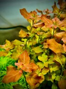 Ludwigia ovalis pink sadzonki w akwarium.jpeg
