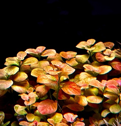 Ludwigia Marilla pięknie wybarwione sadzonki.jpeg