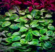Lobelia Cardinalis Mini kępa na pierwszym planie w tle Ludwigia Mini red.jpeg