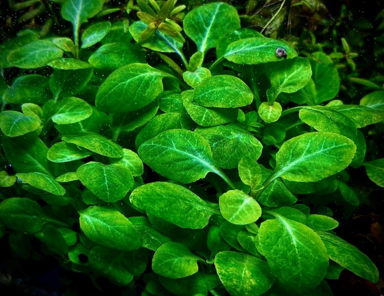 Lobelia Cardinalis Mini kępa mocno zielona.jpeg