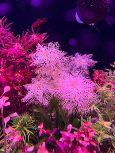 Myriophyllum Gold jasne sadzonki w akwarium jak gwiazdki
