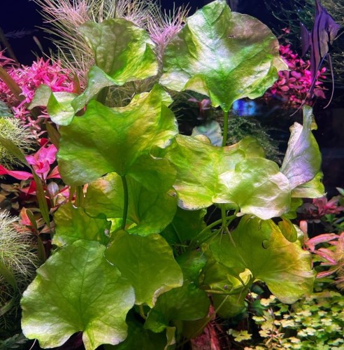 Nymphoides Taiwan Lotos Zielony piękny falowany