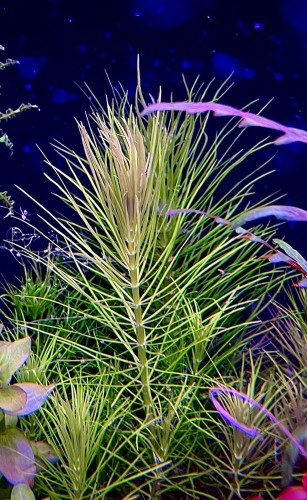 Pogostemon Erectus liscie sztywne igiełki