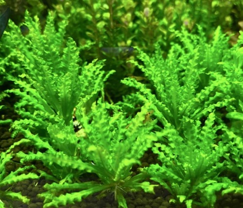Pogostemon helferi gęste zielone sadzonki w akwarium