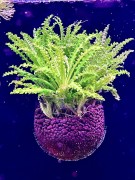 Pogostemon helferi sadzonka w doniczce