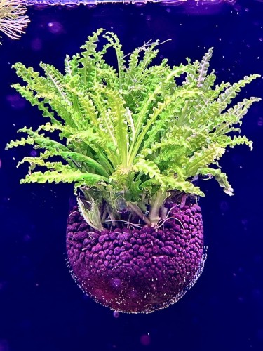 Pogostemon helferi sadzonka w doniczce