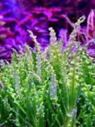 Pogostemon helferi pokarbowane liście
