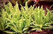 Pogostemon helferi zielone sadzonki