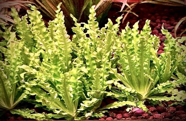 Pogostemon helferi zielone sadzonki