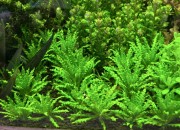 Pogostemon helferi pierwszy plan w akwarium dużo helferi