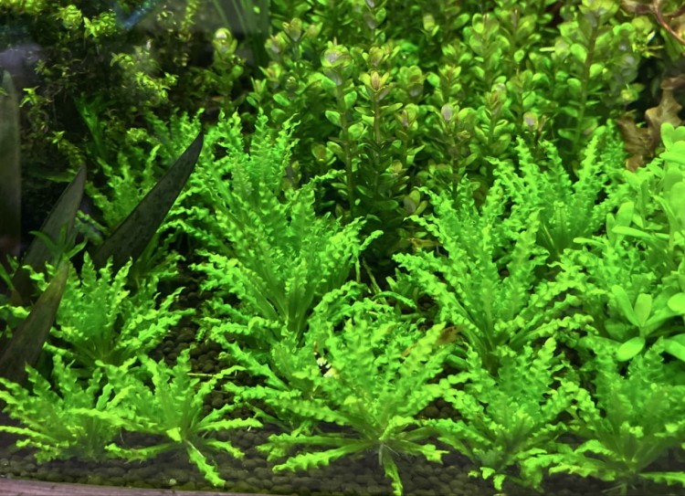 Pogostemon helferi pierwszy plan w akwarium dużo helferi
