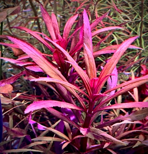 pogostemon kimberly wybarwiony na czerwono w akwarium