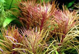 Pogestemon Stellatus (1).jpg