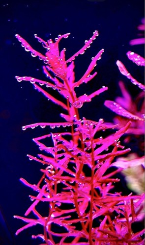 Rotala Butterfly mocno wybarwiona
