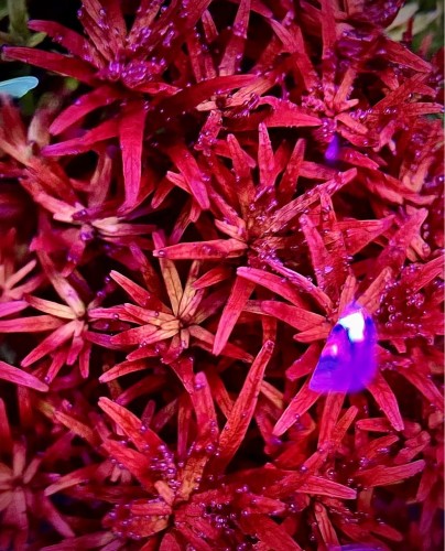 Rotala Blood Red Singapore czerwona z bliska