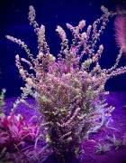 Rotala pearl mini kępa
