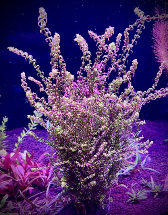 Rotala pearl mini kępa