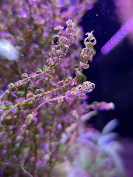 Rotala pearl mini gałązki listki zawinięte