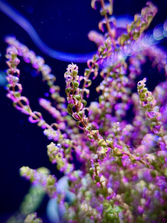 Rotala Pearl mini w akwarium