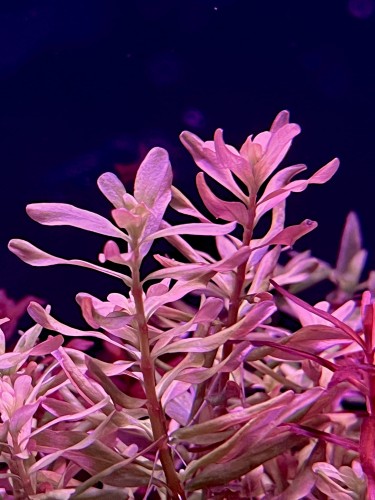 Rotala Bangladesh w akwarium  by Subelysium.jpg