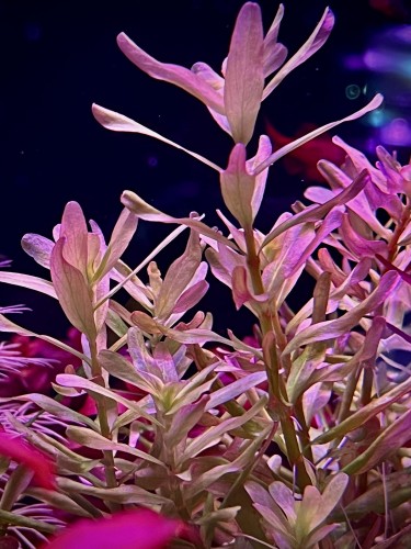 Rotala Bangladesh w akwarium sadzonki  by Subelysium.jpg