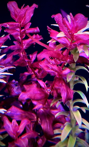 Rotala Macrandra Red  by Subelysium