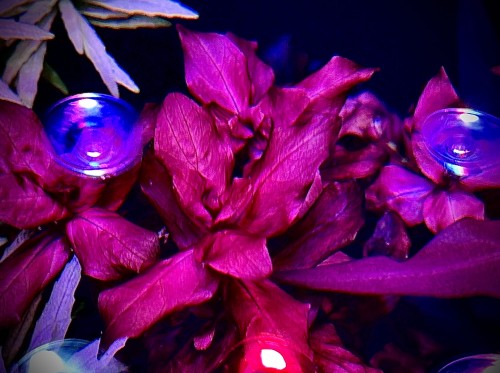 Rotala Macrandra Red by Subelysium szczyt w wodzie