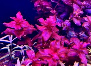 Rotala Macrandra Red szczyty z góry