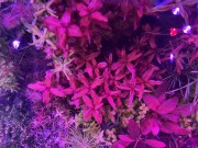 Rotala Macrandra Redkępa w akwarium